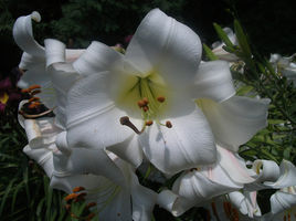 宜昌百合 宜昌百合