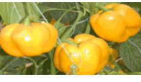 自產綠色食品 自產綠色食品