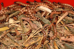 大麥蟲養殖技術 大麥蟲養殖技術