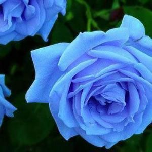 野玫瑰藍