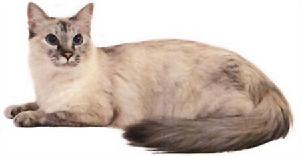 海豹色玳瑁虎斑重點色貓
