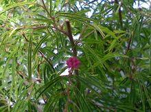 細葉合歡合攏葉