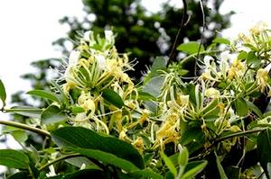 羅田金銀花 羅田金銀花