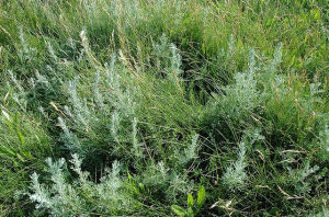 西北絹蒿 西北絹蒿