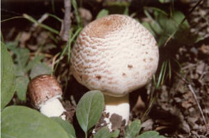 赭鱗蘑菇 赭鱗蘑菇