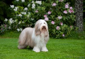 古代長須牧羊犬