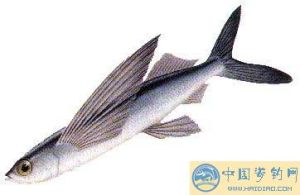 紫鰭燕鰩 紫鰭燕鰩