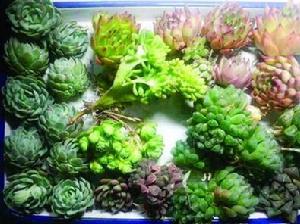 被截獲的“肉肉”