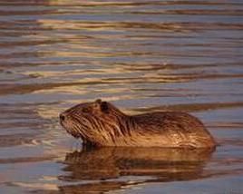 水狸 水狸