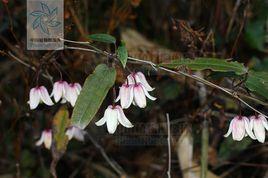 雪裡開[雪裡開]