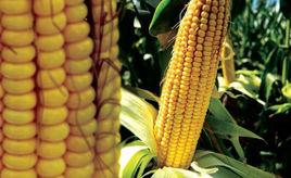 德美亞2號 德美亞2號