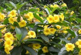 軟枝黃嬋 軟枝黃嬋