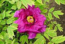 鹽城枯枝牡丹園5高清大圖