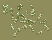 A鏈球菌群感染