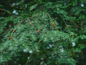 南方紅豆杉[南方紅豆杉]