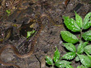 斜鱗蛇中華亞種 斜鱗蛇中華亞種
