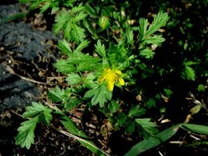 毛果委陵菜（原變種）