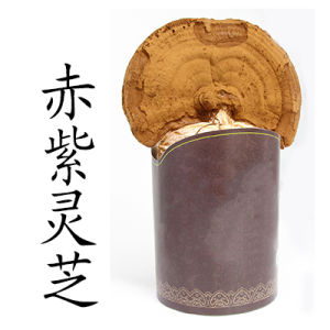 赤紫靈芝 赤紫靈芝