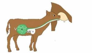 牛皺胃阻塞 牛皺胃阻塞