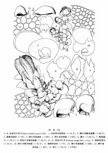 斜基耳葉苔 斜基耳葉苔