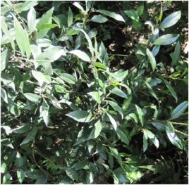 長葉柄野扇花 長葉柄野扇花