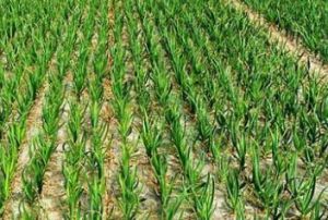 大蒜地膜覆蓋栽培 大蒜地膜覆蓋栽培