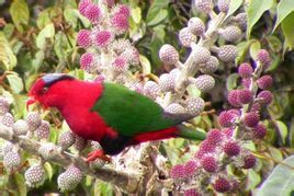 巴布亞吸蜜鸚鵡休恩半島亞種 巴布亞吸蜜鸚鵡休恩半島亞種