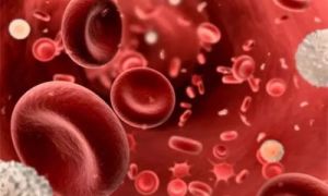 飽和脂肪酸食物