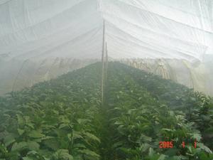 楓林鎮[永嘉縣]