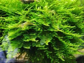 長枝大蕨蘚 長枝大蕨蘚