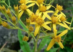 森林千里光 森林千里光