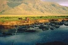 維朗哥國家公園 維朗哥國家公園