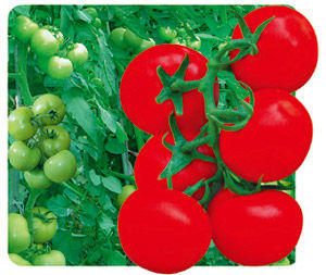 金石番茄 金石番茄