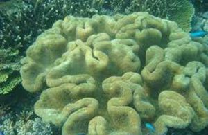 花環肉質軟珊瑚 花環肉質軟珊瑚