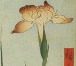 田埂渠邊的菖蒲花 田埂渠邊的菖蒲花