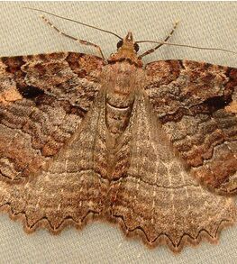 滇沙彌尺蛾 滇沙彌尺蛾