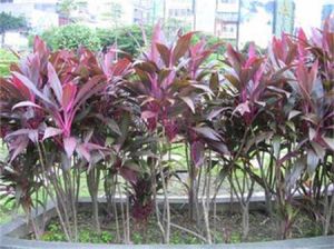 彩紅朱蕉 彩紅朱蕉