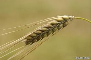 航麥96號 航麥96號