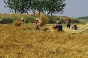 菜籽山村 菜籽山村