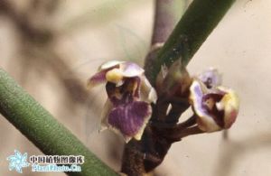 寬瓣釵子股 寬瓣釵子股