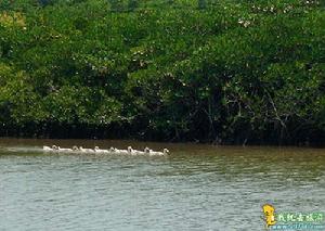 東寨港紅樹林海岸
