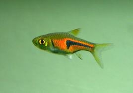 金三角燈魚 金三角燈魚