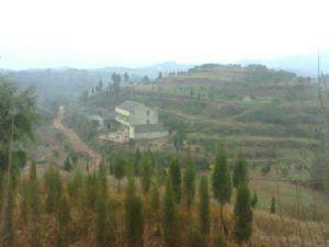 同興鎮退耕還林區