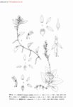 滇藏斑葉蘭