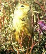 北極旅鼠 北極旅鼠