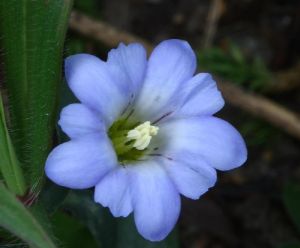 華南龍膽 華南龍膽