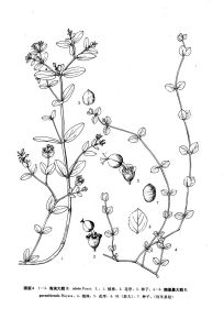 海濱大戟 海濱大戟