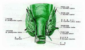 繼發性甲狀旁腺機能亢進症 繼發性甲狀旁腺機能亢進症