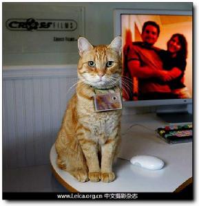 （圖）貓咪攝影師