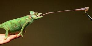 變色龍[桌面遊戲]